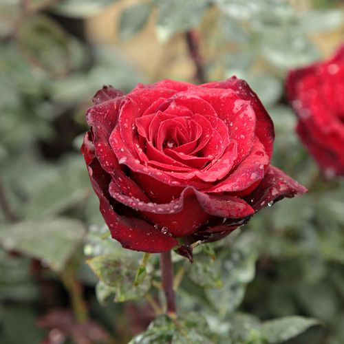 Rosa  Barkarole® - czerwony  - Róże pienne - z kwiatami hybrydowo herbacianymi - korona równomiernie ukształtowana
